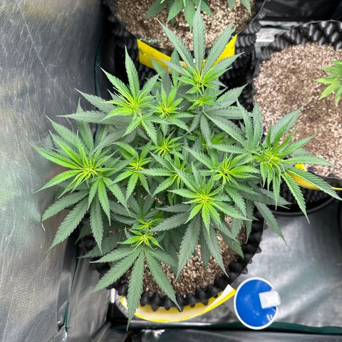 Gorilla Rainbow growlog timeline photo
