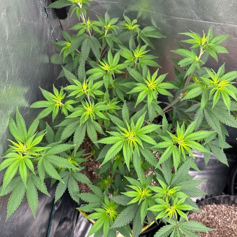 Gorilla Banana growlog timeline photo