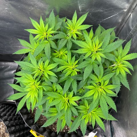 Gorilla Ghost growlog timeline photo