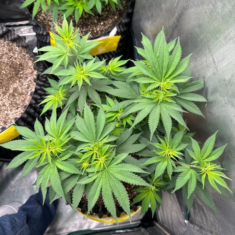 White Gorilla growlog timeline photo
