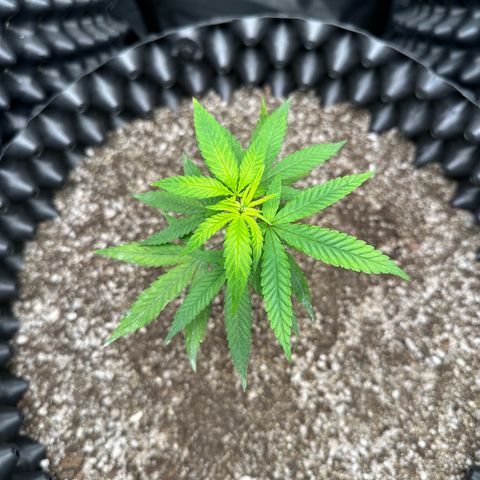 Blueberry Kush growlog timeline photo