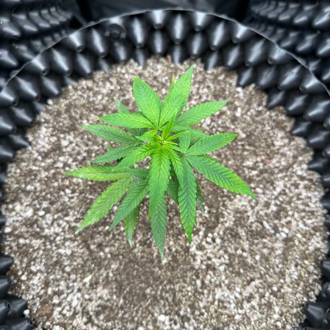 Blueberry Kush growlog timeline photo