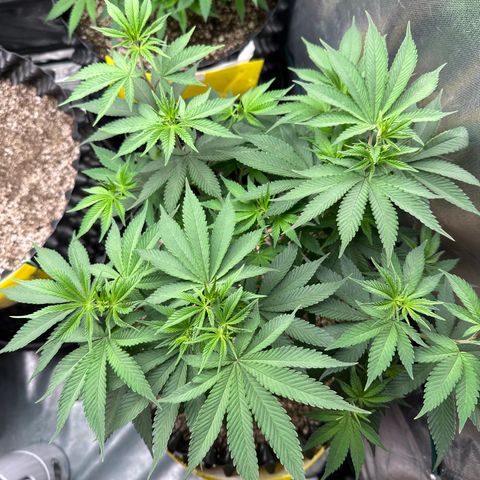 White Gorilla growlog timeline photo