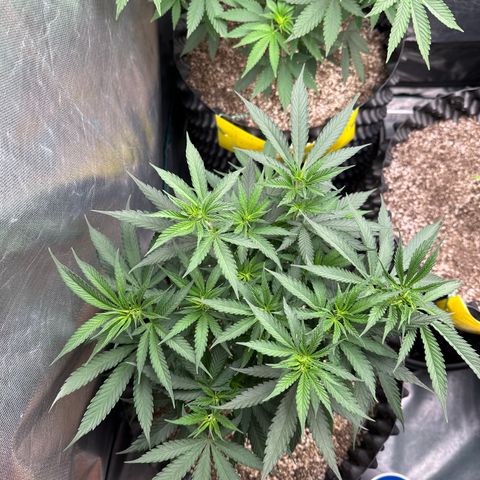 Gorilla Rainbow growlog timeline photo