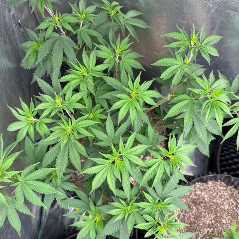 Gorilla Banana growlog timeline photo