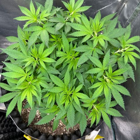 Gorilla Ghost growlog timeline photo