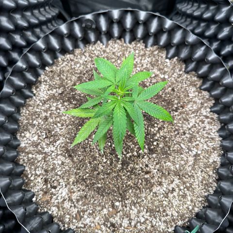 Blueberry Kush growlog timeline photo