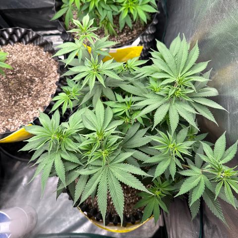 White Gorilla growlog timeline photo