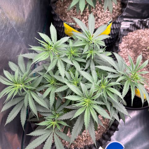 Gorilla Rainbow growlog timeline photo