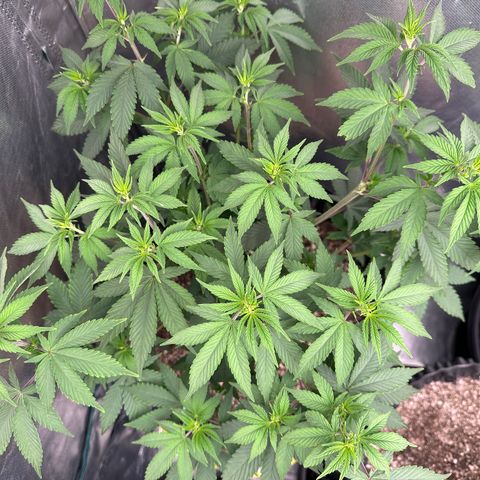 Gorilla Banana growlog timeline photo