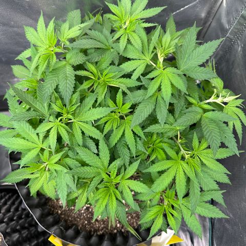 Gorilla Ghost growlog timeline photo