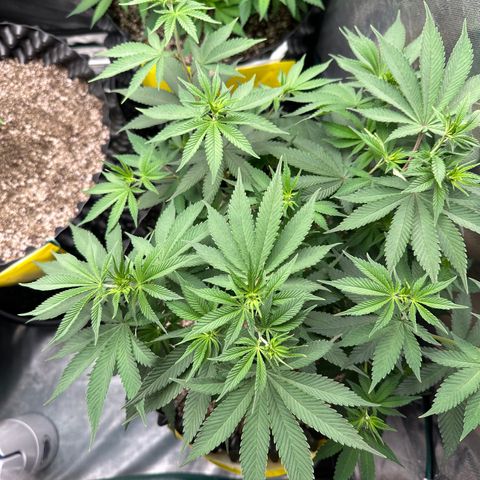 White Gorilla growlog timeline photo