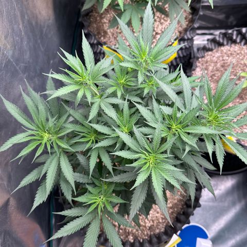 Gorilla Rainbow growlog timeline photo
