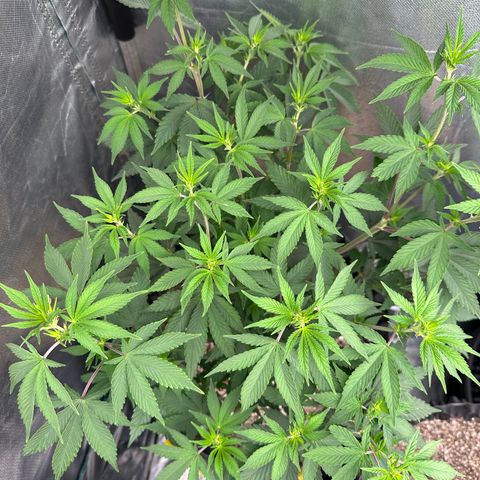 Gorilla Banana growlog timeline photo