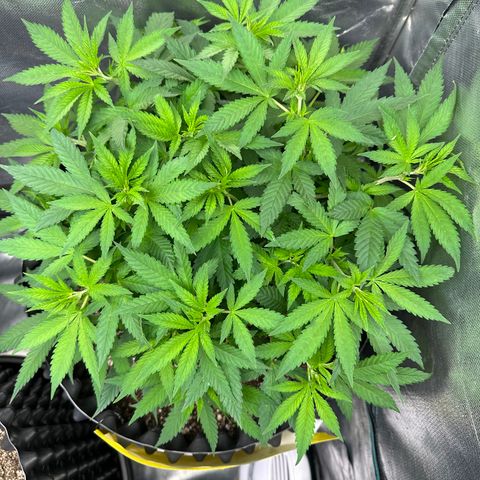 Gorilla Ghost growlog timeline photo