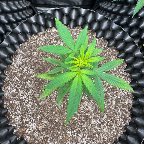 Blueberry Kush growlog timeline photo