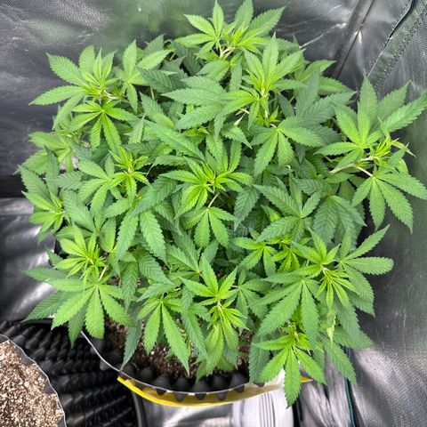 Gorilla Ghost growlog timeline photo