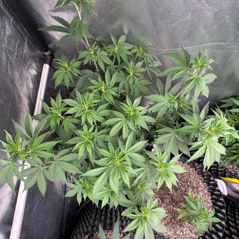 Gorilla Banana growlog timeline photo