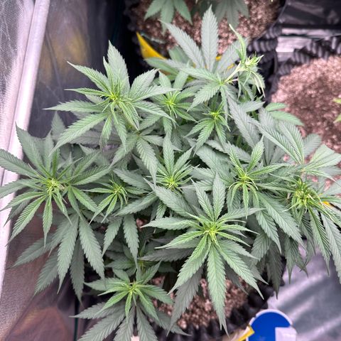 Gorilla Rainbow growlog timeline photo