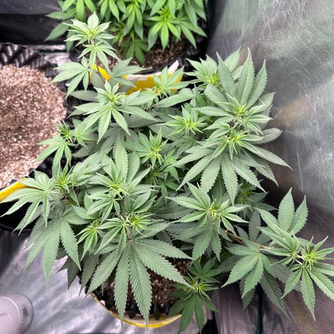 White Gorilla growlog timeline photo