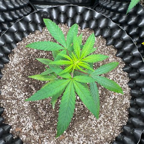 Blueberry Kush growlog timeline photo
