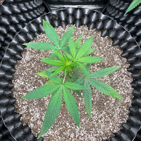 Blueberry Kush growlog timeline photo