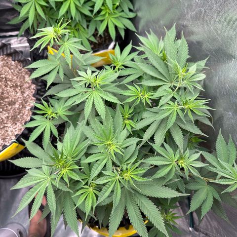 White Gorilla growlog timeline photo