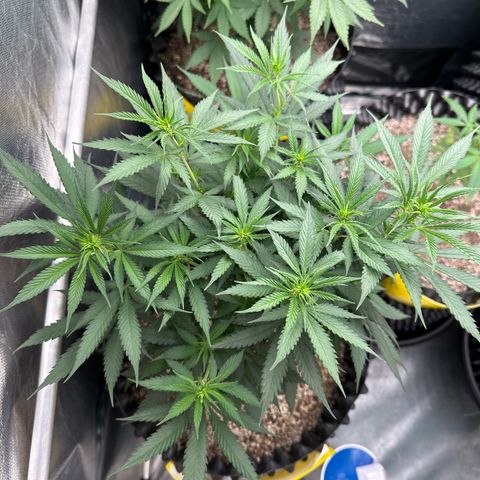 Gorilla Rainbow growlog timeline photo