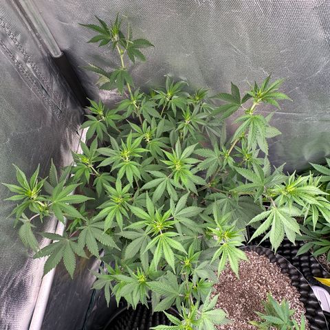 Gorilla Banana growlog timeline photo