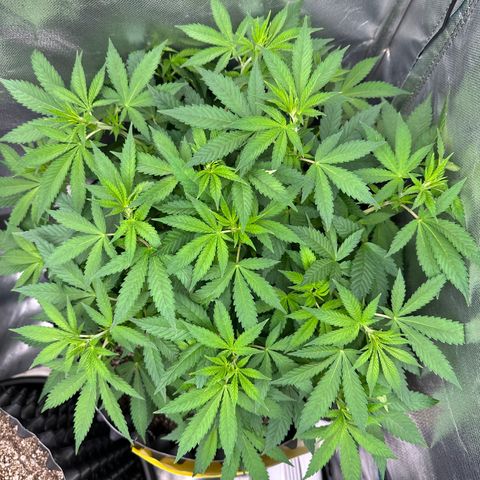 Gorilla Ghost growlog timeline photo