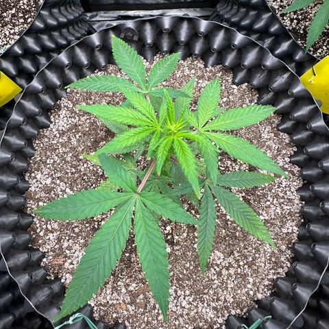Blueberry Kush growlog timeline photo