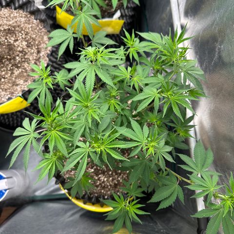 White Gorilla growlog timeline photo