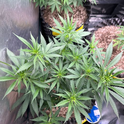 Gorilla Rainbow growlog timeline photo