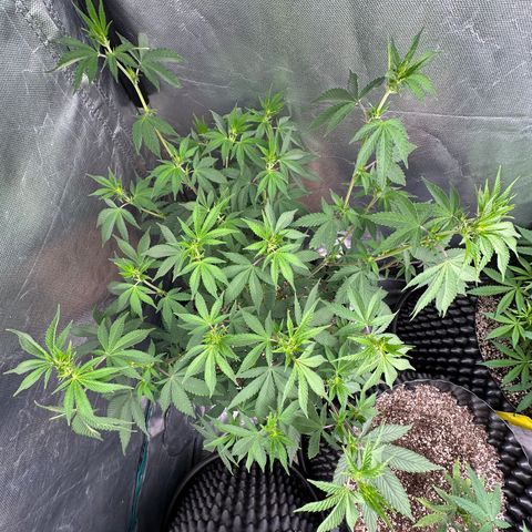 Gorilla Banana growlog timeline photo