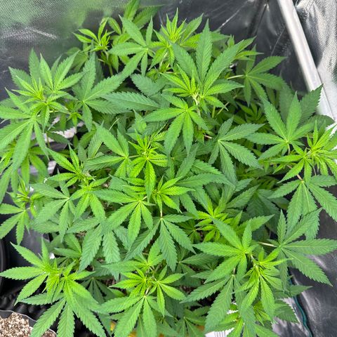 Gorilla Ghost growlog timeline photo
