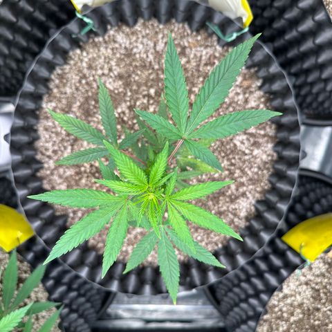 Blueberry Kush growlog timeline photo