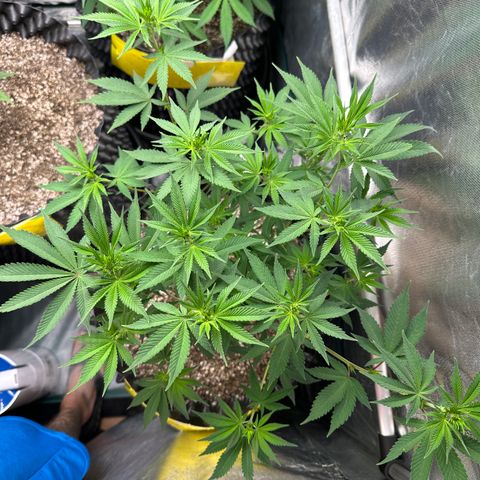 White Gorilla growlog timeline photo
