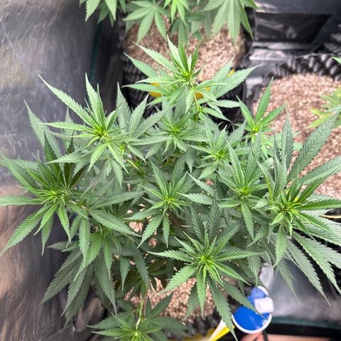 Gorilla Rainbow growlog timeline photo