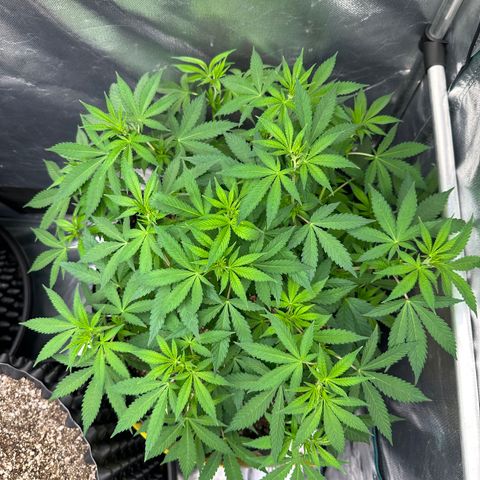 Gorilla Ghost growlog timeline photo