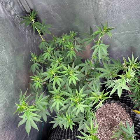 Gorilla Banana growlog timeline photo