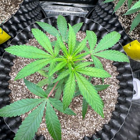 Blueberry Kush growlog timeline photo