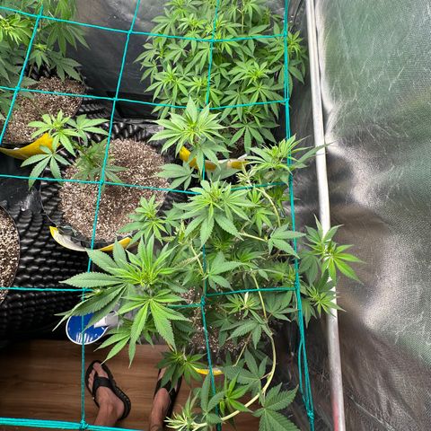 White Gorilla growlog timeline photo