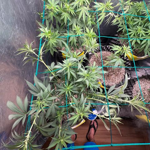 Gorilla Rainbow growlog timeline photo