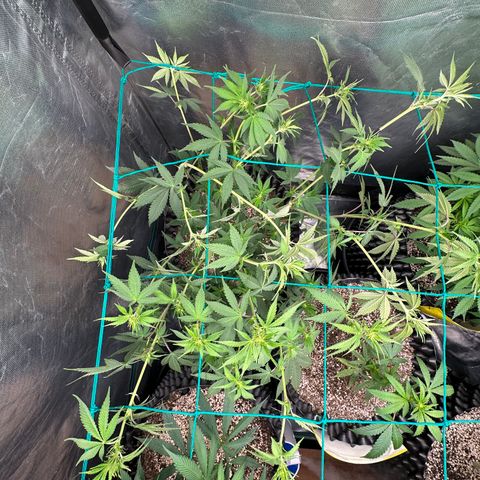 Gorilla Banana growlog timeline photo