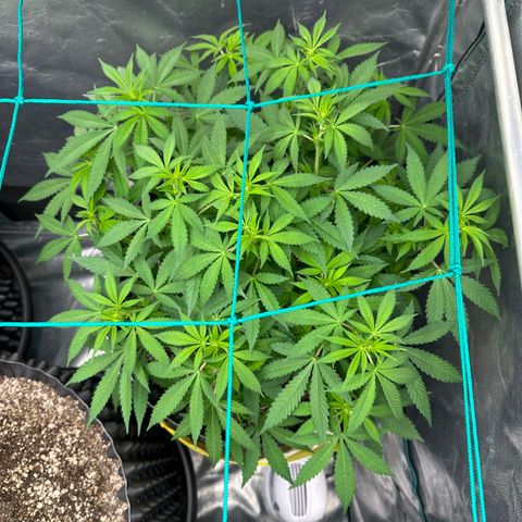 Gorilla Ghost growlog timeline photo