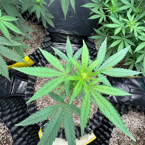 Blueberry Kush growlog timeline photo