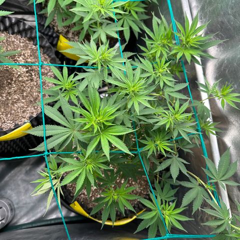 White Gorilla growlog timeline photo