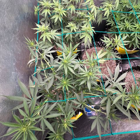 Gorilla Rainbow growlog timeline photo