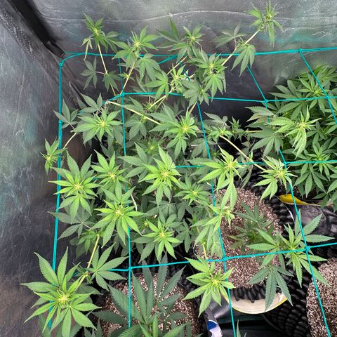 Gorilla Banana growlog timeline photo