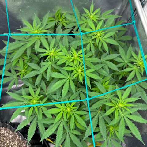 Gorilla Ghost growlog timeline photo